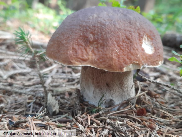 Boletus edulis