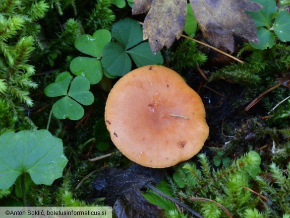 Lactarius aurantiacus