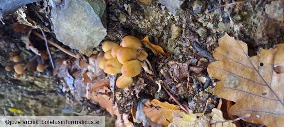 Coprinus rufopruinatus