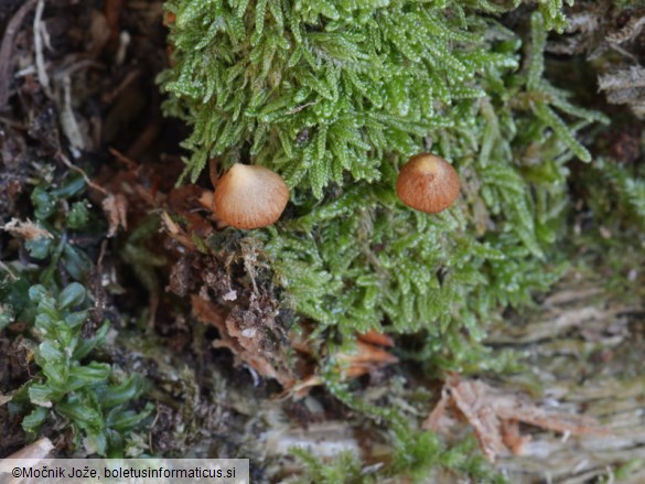 Galerina triscopa