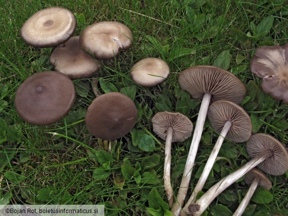 Entoloma sericeum