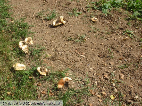 Amanita caesarea