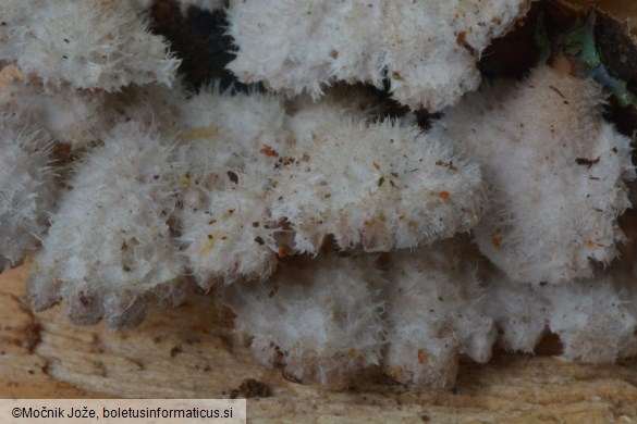 Schizophyllum commune