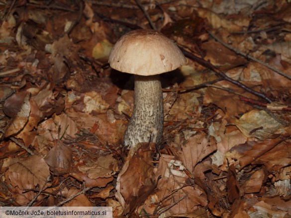 Leccinum scabrum