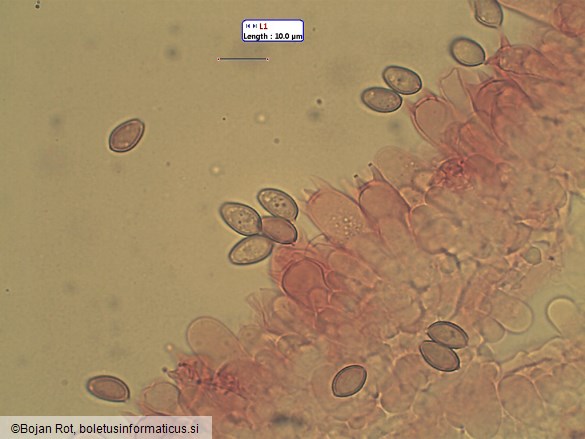 Agrocybe praecox