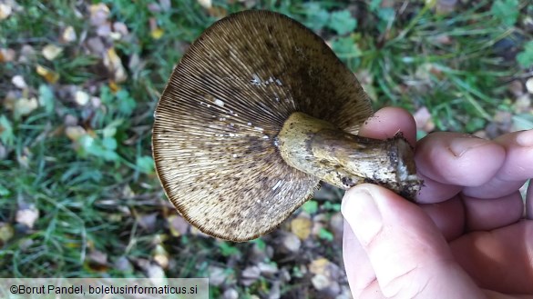 Lactarius necator