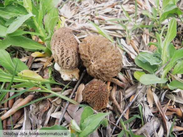 Morchella eximia