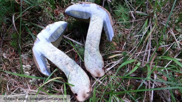 Boletus calopus