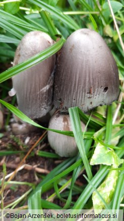 Coprinopsis atramentaria