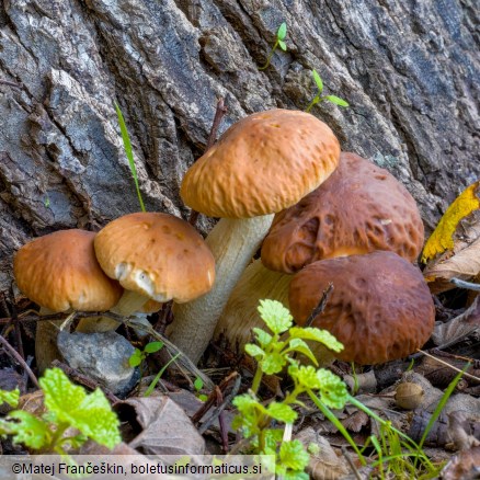 Cyclocybe cylindracea