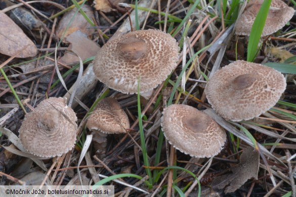 Lepiota pseudolilacea