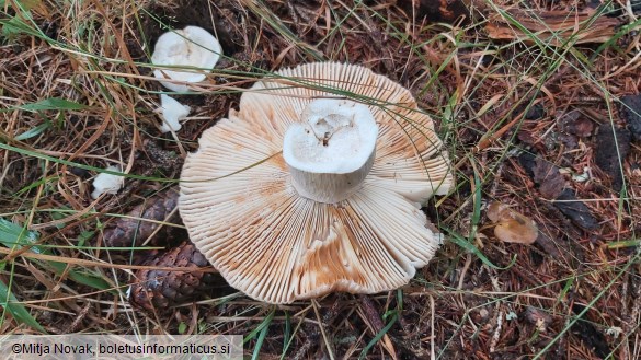 Russula foetens