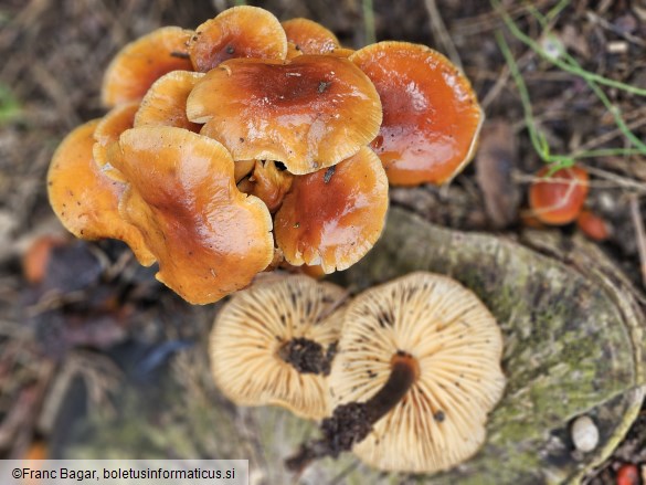 Flammulina velutipes