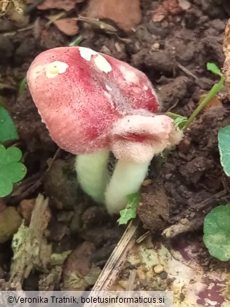 Russula emetica