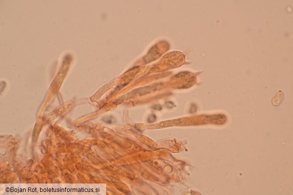 Cuphophyllus fornicatus