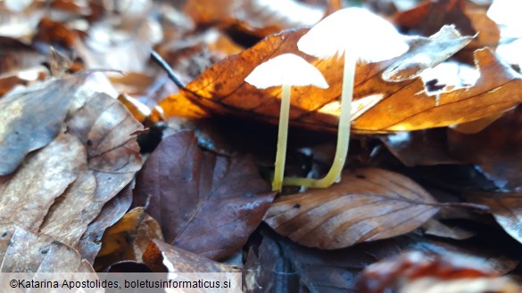 Mycena epipterygia