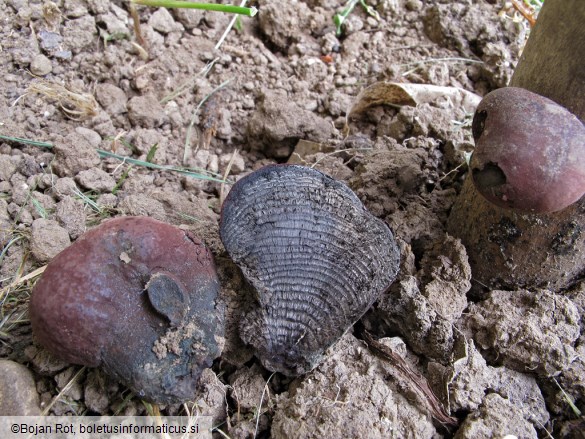 Daldinia concentrica