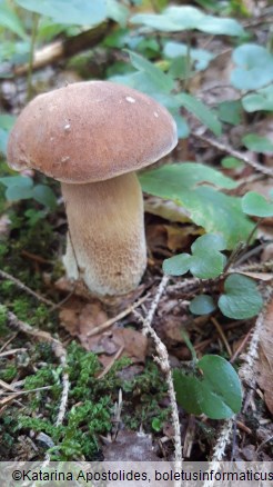 Boletus reticulatus