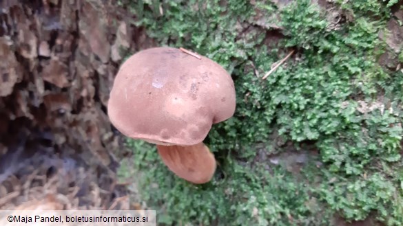 Boletus badius