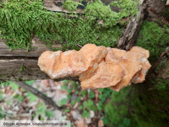 Laetiporus sulphureus