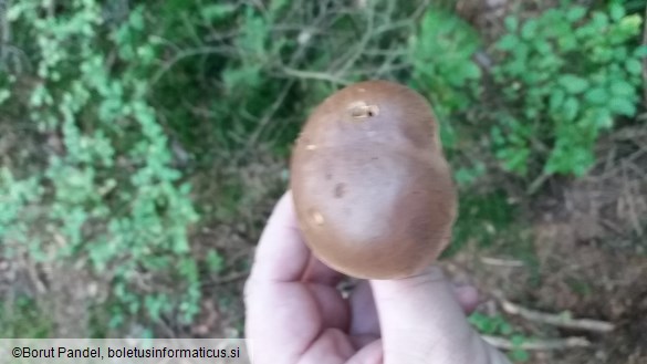 Boletus badius