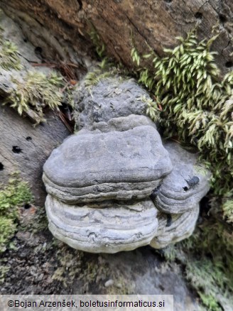 Fomes fomentarius