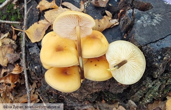 Flammulina fennae