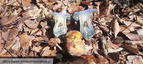 Neoboletus xanthopus