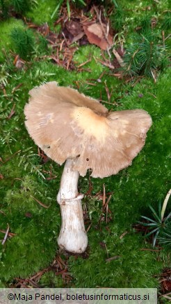 Cortinarius caperatus