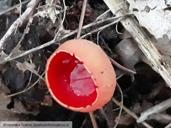 Sarcoscypha coccinea