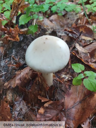 Amanita eliae