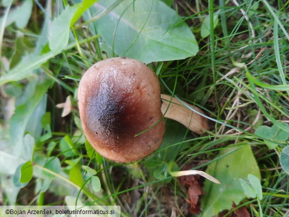 Hygrophorus roseodiscoideus