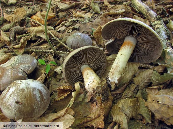 Cortinarius infractus