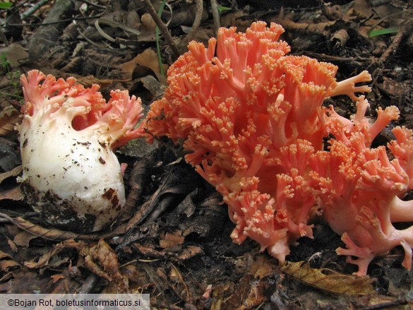 Ramaria subbotrytis