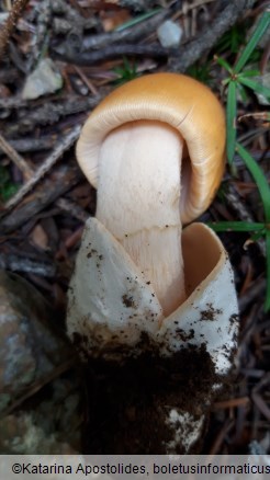 Amanita crocea