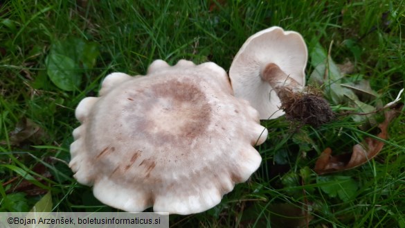 Leucopaxillus mirabilis