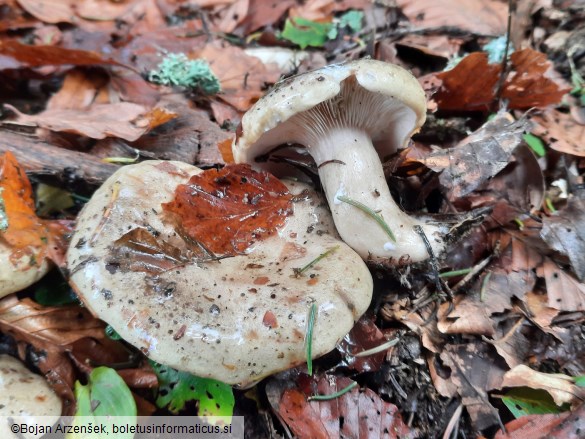 Lactarius blennius