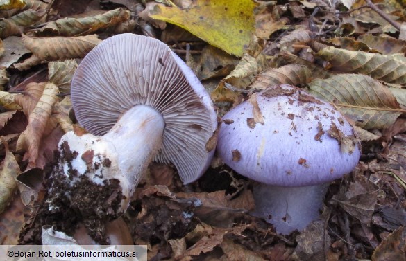 Cortinarius caerulescens