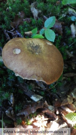 Boletus reticulatus