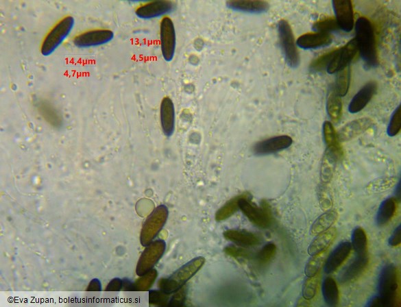 Lopadostoma dryophilum