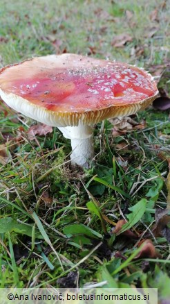 Amanita muscaria