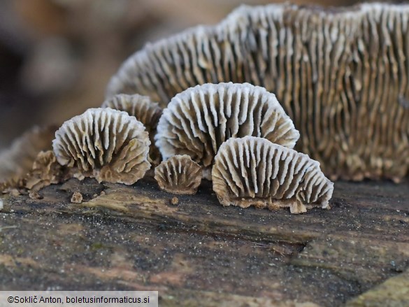 Gloeophyllum abietinum