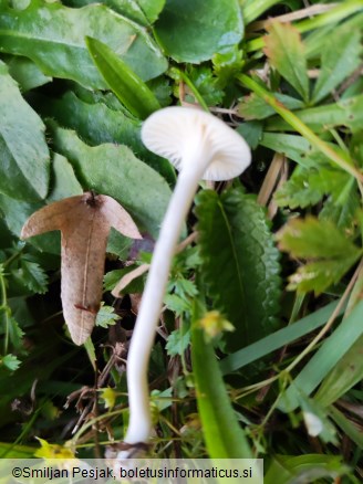 Cuphophyllus virgineus