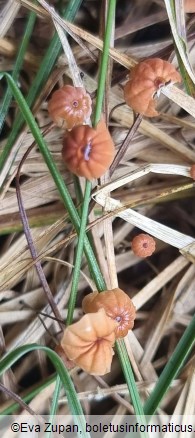 Marasmius curreyi