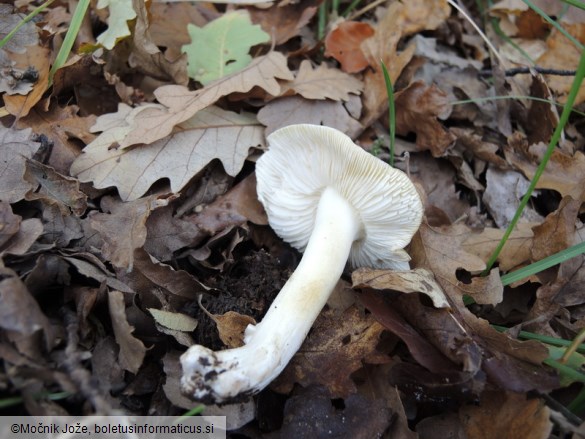 Tricholoma sejunctum