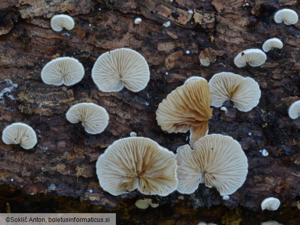 Crepidotus cesatii var. subsphaerosporus