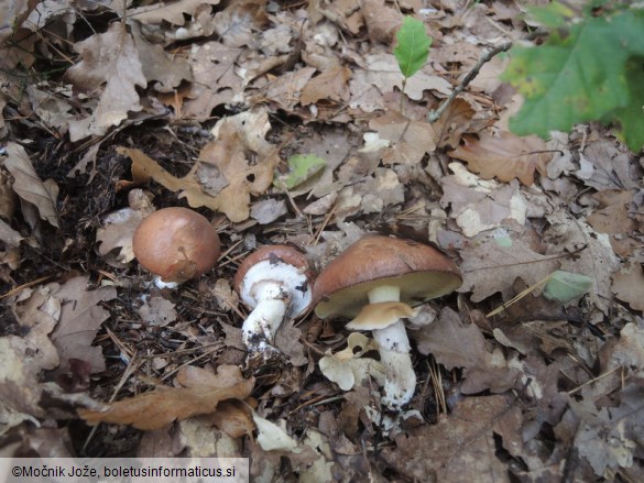 Suillus luteus