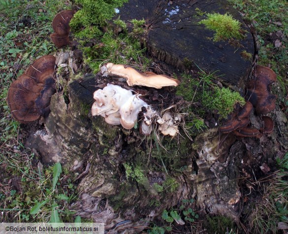 Ischnoderma resinosum