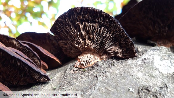 Daedaleopsis tricolor