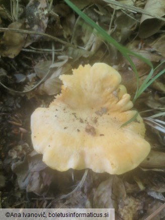 Cantharellus cibarius